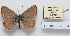  (Aricia bassoni - CCDB-17951 H04)  @13 [ ] Copyright (2014) McGuire Center, University of Florida McGuire Center, University of Florida