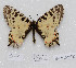  (Allancastria cerisyi speciosa - CCDB-17966 E11)  @13 [ ] Copyright (2014) McGuire Center, University of Florida McGuire Center, University of Florida