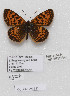  (Melitaea jezabel - CCDB-17966 F01)  @13 [ ] Copyright (2014) McGuire Center, University of Florida McGuire Center, University of Florida