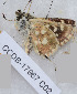  ( - CCDB-17967 C02)  @12 [ ] Copyright (2014) Zoological Institute of the Russian Academy of Science Zoological Institute of the Russian Academy of Science