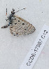  ( - CCDB-17967 C12)  @12 [ ] Copyright (2014) Zoological Institute of the Russian Academy of Science Zoological Institute of the Russian Academy of Science