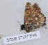  ( - CCDB-17967 E10)  @11 [ ] Copyright (2014) Zoological Institute of the Russian Academy of Science Zoological Institute of the Russian Academy of Science
