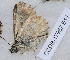  ( - CCDB-17967 E11)  @12 [ ] Copyright (2014) Zoological Institute of the Russian Academy of Science Zoological Institute of the Russian Academy of Science