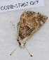  ( - CCDB-17967 G07)  @12 [ ] Copyright (2014) Zoological Institute of the Russian Academy of Science Zoological Institute of the Russian Academy of Science