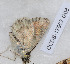  ( - CCDB-17967 G08)  @12 [ ] Copyright (2014) Zoological Institute of the Russian Academy of Science Zoological Institute of the Russian Academy of Science