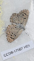  ( - CCDB-17967 H01)  @12 [ ] Copyright (2014) Zoological Institute of the Russian Academy of Science Zoological Institute of the Russian Academy of Science