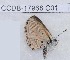  ( - CCDB-17968 C01)  @12 [ ] Copyright (2014) Zoological Institute of the Russian Academy of Science Zoological Institute of the Russian Academy of Science