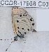  ( - CCDB-17968 C03)  @12 [ ] Copyright (2014) Zoological Institute of the Russian Academy of Science Zoological Institute of the Russian Academy of Science