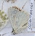  (Muschampia nomas - CCDB-17968 G02)  @12 [ ] Copyright (2014) Zoological Institute of the Russian Academy of Science Zoological Institute of the Russian Academy of Science