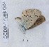  (Turanana panagaea - CCDB-17968 G04)  @12 [ ] Copyright (2014) Zoological Institute of the Russian Academy of Science Zoological Institute of the Russian Academy of Science