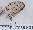  ( - CCDB-17968 H01)  @12 [ ] Copyright (2014) Zoological Institute of the Russian Academy of Science Zoological Institute of the Russian Academy of Science