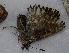  ( - CCDB-25449 D04)  @12 [ ] Copyright (2015) Zoological Institute of the Russian Academy of Science Zoological Institute of the Russian Academy of Science