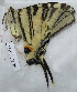  ( - CCDB-25450 A04)  @12 [ ] Copyright (2015) Zoological Institute of the Russian Academy of Science Zoological Institute of the Russian Academy of Science