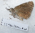  ( - CCDB-25450 A10)  @12 [ ] Copyright (2015) Zoological Institute of the Russian Academy of Science Zoological Institute of the Russian Academy of Science