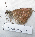  ( - CCDB-25450 A11)  @12 [ ] Copyright (2015) Zoological Institute of the Russian Academy of Science Zoological Institute of the Russian Academy of Science