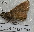  ( - CCDB-25451 E04)  @12 [ ] Copyright (2015) Zoological Institute of the Russian Academy of Science Zoological Institute of the Russian Academy of Science