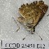  ( - CCDB-25451 E12)  @12 [ ] Copyright (2015) Zoological Institute of the Russian Academy of Science Zoological Institute of the Russian Academy of Science