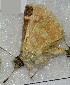  ( - CCDB-25451 F04)  @12 [ ] Copyright (2015) Zoological Institute of the Russian Academy of Science Zoological Institute of the Russian Academy of Science