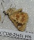  ( - CCDB-25451 F06)  @12 [ ] Copyright (2015) Zoological Institute of the Russian Academy of Science Zoological Institute of the Russian Academy of Science