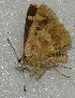  ( - CCDB-25451 F07)  @12 [ ] Copyright (2015) Zoological Institute of the Russian Academy of Science Zoological Institute of the Russian Academy of Science