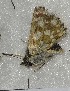  ( - CCDB-25451 G05)  @11 [ ] Copyright (2015) Zoological Institute of the Russian Academy of Science Zoological Institute of the Russian Academy of Science