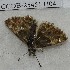  ( - CCDB-25451 H04)  @12 [ ] Copyright (2015) Zoological Institute of the Russian Academy of Science Zoological Institute of the Russian Academy of Science