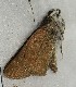  ( - CCDB-25451 H06)  @12 [ ] Copyright (2015) Zoological Institute of the Russian Academy of Science Zoological Institute of the Russian Academy of Science
