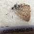  (Glaucopsyche charybdis - CCDB-25452 A06)  @11 [ ] Copyright (2016) Zoological Institute of the Russian Academy of Science Zoological Institute of the Russian Academy of Science