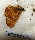  (Boloria sp - CCDB-25452 C01)  @11 [ ] Copyright (2016) Zoological Institute of the Russian Academy of Science Zoological Institute of the Russian Academy of Science