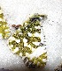  ( - CCDB-25452 C05)  @11 [ ] Copyright (2016) Zoological Institute of the Russian Academy of Science Zoological Institute of the Russian Academy of Science