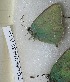  (Callophrys sp - CCDB-25453 A10)  @11 [ ] Copyright (2016) Zoological Institute of the Russian Academy of Science Zoological Institute of the Russian Academy of Science