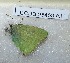  ( - CCDB-25453 A11)  @11 [ ] Copyright (2016) Zoological Institute of the Russian Academy of Science Zoological Institute of the Russian Academy of Science