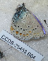  (Kretania sp - CCDB-25453 B04)  @11 [ ] Copyright (2016) Zoological Institute of the Russian Academy of Science Zoological Institute of the Russian Academy of Science