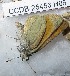  ( - CCDB-25453 H06)  @12 [ ] Copyright (2016) Zoological Institute of the Russian Academy of Science Zoological Institute of the Russian Academy of Science