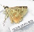  ( - CCDB-25454 B08)  @12 [ ] Copyright (2016) Zoological Institute of the Russian Academy of Science Zoological Institute of the Russian Academy of Science