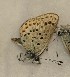  (Turanana tatjana - CCDB-25454 C12)  @12 [ ] Copyright (2016) Zoological Institute of the Russian Academy of Science Zoological Institute of the Russian Academy of Science