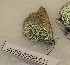  ( - CCDB-25454 D11)  @12 [ ] Copyright (2016) Zoological Institute of the Russian Academy of Science Zoological Institute of the Russian Academy of Science