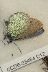  ( - CCDB-25454 D12)  @12 [ ] Copyright (2016) Zoological Institute of the Russian Academy of Science Zoological Institute of the Russian Academy of Science