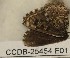  ( - CCDB-25454 E01)  @12 [ ] Copyright (2016) Zoological Institute of the Russian Academy of Science Zoological Institute of the Russian Academy of Science