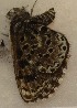  (Praephilotes - CCDB-25454 E02)  @13 [ ] Copyright (2016) Zoological Institute of the Russian Academy of Science Zoological Institute of the Russian Academy of Science