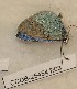  ( - CCDB-25454 E03)  @12 [ ] Copyright (2016) Zoological Institute of the Russian Academy of Science Zoological Institute of the Russian Academy of Science