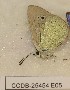  ( - CCDB-25454 E05)  @12 [ ] Copyright (2016) Zoological Institute of the Russian Academy of Science Zoological Institute of the Russian Academy of Science