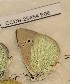  ( - CCDB-25454 E06)  @12 [ ] Copyright (2016) Zoological Institute of the Russian Academy of Science Zoological Institute of the Russian Academy of Science
