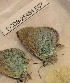 ( - CCDB-25454 E07)  @12 [ ] Copyright (2016) Zoological Institute of the Russian Academy of Science Zoological Institute of the Russian Academy of Science