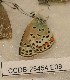  ( - CCDB-25454 E08)  @13 [ ] Copyright (2016) Zoological Institute of the Russian Academy of Science Zoological Institute of the Russian Academy of Science