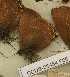  ( - CCDB-25454 F05)  @12 [ ] Copyright (2016) Zoological Institute of the Russian Academy of Science Zoological Institute of the Russian Academy of Science
