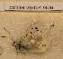  (Argiades - CCDB-25454 G09)  @11 [ ] Copyright (2016) Zoological Institute of the Russian Academy of Science Zoological Institute of the Russian Academy of Science
