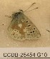  ( - CCDB-25454 G10)  @11 [ ] Copyright (2016) Zoological Institute of the Russian Academy of Science Zoological Institute of the Russian Academy of Science
