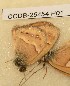 ( - CCDB-25454 H01)  @11 [ ] Copyright (2016) Zoological Institute of the Russian Academy of Science Zoological Institute of the Russian Academy of Science