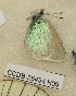  (Neolysandra alticola - CCDB-25454 H09)  @11 [ ] Copyright (2016) Zoological Institute of the Russian Academy of Science Zoological Institute of the Russian Academy of Science
